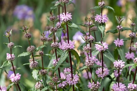 Phlomis tuberosa geen maat specificatie 0,55L/P9cm - afbeelding 9