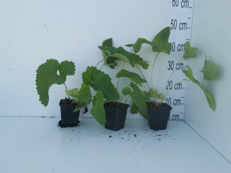 Phlomis tuberosa geen maat specificatie 0,55L/P9cm - afbeelding 3