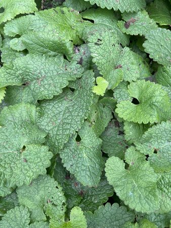 Phlomis tuberosa geen maat specificatie 0,55L/P9cm - afbeelding 5