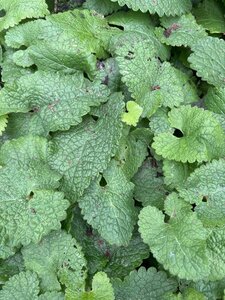 Phlomis tuberosa geen maat specificatie 0,55L/P9cm - afbeelding 5