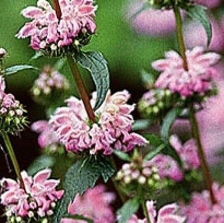Phlomis tuberosa geen maat specificatie 0,55L/P9cm - image 9