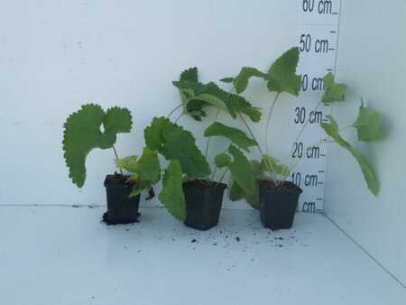 Phlomis tuberosa geen maat specificatie 0,55L/P9cm - image 7