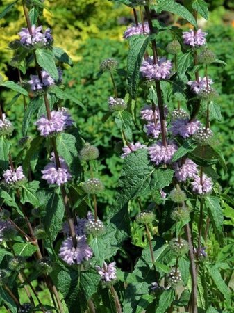 Phlomis tuberosa geen maat specificatie 0,55L/P9cm - image 1