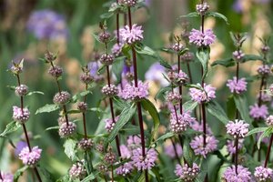 Phlomis tuberosa geen maat specificatie 0,55L/P9cm - image 2