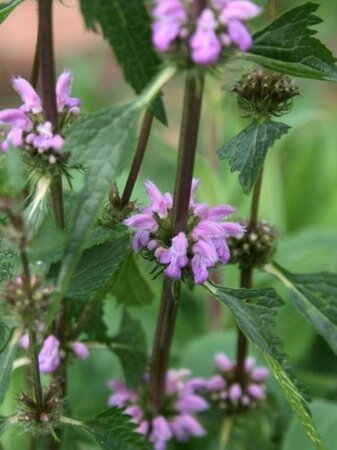 Phlomis tuberosa geen maat specificatie 0,55L/P9cm - image 3