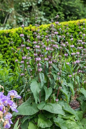 Phlomis tuberosa geen maat specificatie 0,55L/P9cm - image 5