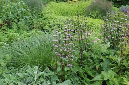Phlomis tuberosa geen maat specificatie 0,55L/P9cm - image 6