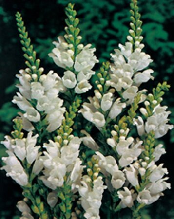 Physostegia v. 'Alba' geen maat specificatie 0,55L/P9cm - afbeelding 2