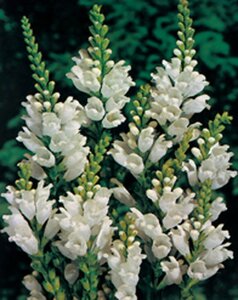 Physostegia v. 'Alba' geen maat specificatie 0,55L/P9cm - afbeelding 2
