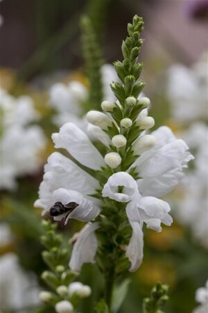 Physostegia v. 'Alba' geen maat specificatie 0,55L/P9cm