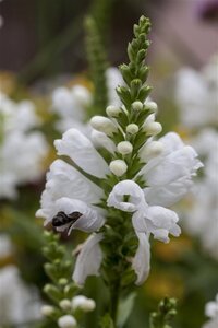 Physostegia v. 'Alba' geen maat specificatie 0,55L/P9cm