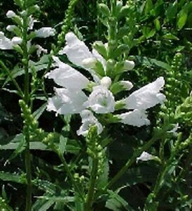 Physostegia v. 'Alba' geen maat specificatie 0,55L/P9cm - afbeelding 3