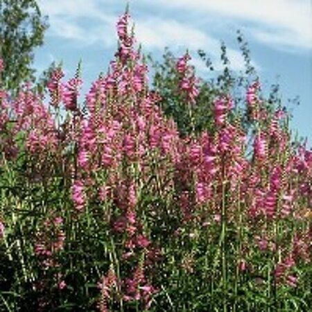 Physostegia v. 'Bouquet Rose' geen maat specificatie 0,55L/P9cm - afbeelding 1