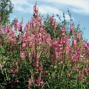Physostegia v. 'Bouquet Rose' geen maat specificatie 0,55L/P9cm