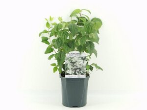 Philadelphus 'Virginal' 30-40 cm cont. 2,0L - afbeelding 4