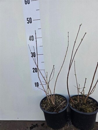 Philadelphus 'Virginal' 30-40 cm cont. 2,0L - afbeelding 1