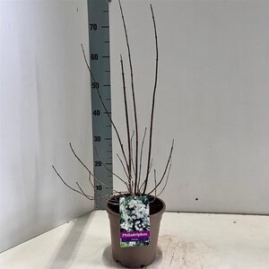 Philadelphus 'Virginal' 30-40 cm cont. 2,0L