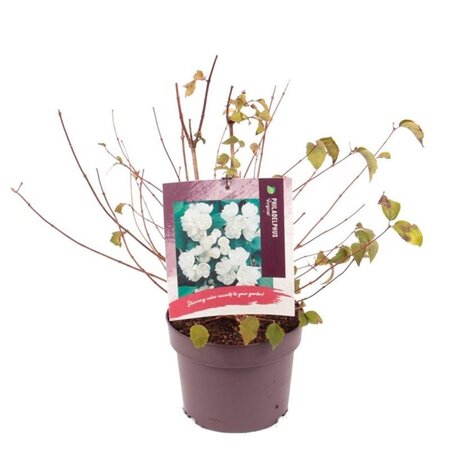 Philadelphus 'Virginal' 30-40 cm cont. 3,0L - afbeelding 2