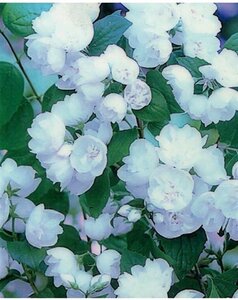 Philadelphus 'Virginal' 30-40 cm cont. 3,0L