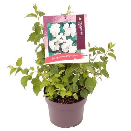 Philadelphus 'Virginal' 30-40 cm cont. 3,0L - afbeelding 1