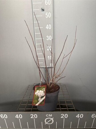 Philadelphus 'Virginal' 50-60 cm cont. 3,0L