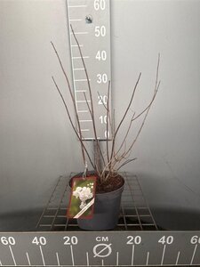 Philadelphus 'Virginal' 50-60 cm cont. 3,0L