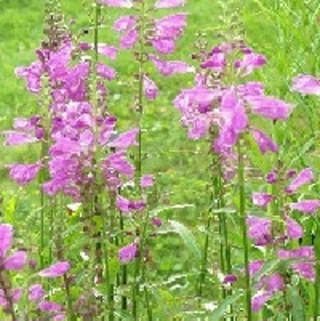 Physostegia v. 'Rosea' geen maat specificatie 0,55L/P9cm