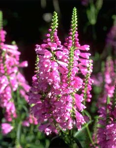 Physostegia v. 'Vivid' geen maat specificatie 0,55L/P9cm - afbeelding 2