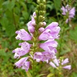 Physostegia v. 'Vivid' geen maat specificatie 0,55L/P9cm - afbeelding 3
