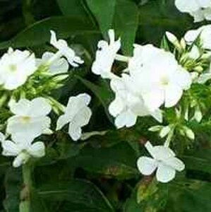 Phlox (P) 'White Admiral' geen maat specificatie 0,55L/P9cm - afbeelding 4