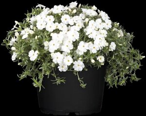 Phlox (P) 'White Admiral' geen maat specificatie 0,55L/P9cm