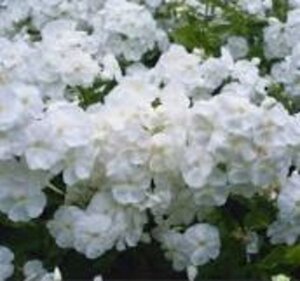 Phlox (P) 'White Admiral' geen maat specificatie 0,55L/P9cm - afbeelding 5