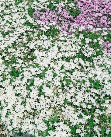 Phlox (S) 'White Delight' geen maat specificatie 0,55L/P9cm - afbeelding 3