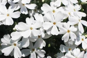 Phlox (S) 'White Delight' geen maat specificatie 0,55L/P9cm