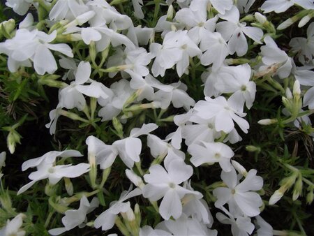 Phlox (S) 'White Delight' geen maat specificatie 0,55L/P9cm - afbeelding 3