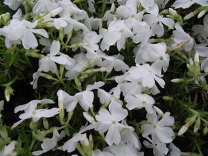 Phlox (S) 'White Delight' geen maat specificatie 0,55L/P9cm - afbeelding 3
