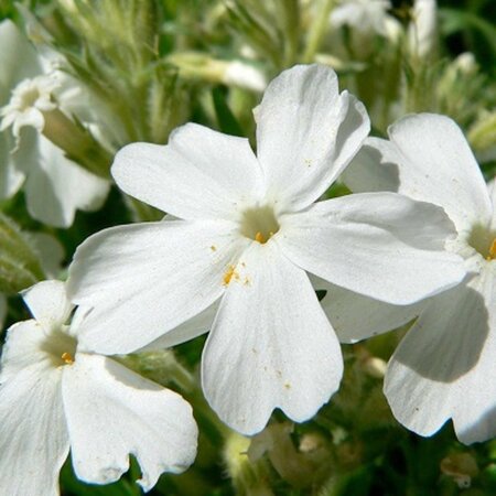 Phlox (S) 'White Delight' geen maat specificatie 0,55L/P9cm - afbeelding 4