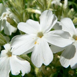 Phlox (S) 'White Delight' geen maat specificatie 0,55L/P9cm - afbeelding 4