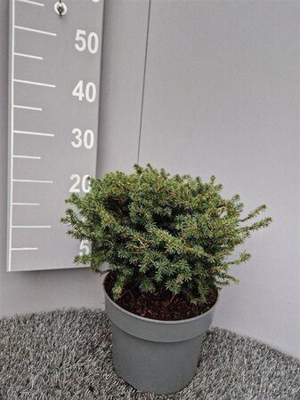 Picea a. 'Little Gem' 25-30 cm cont. 5,0L - afbeelding 3