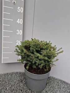 Picea a. 'Little Gem' 25-30 cm cont. 5,0L - afbeelding 3