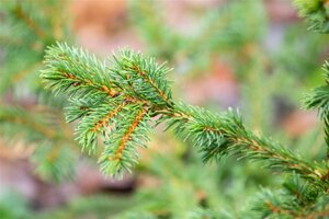 Picea a. 'Maxwellii' 20-25 cm cont. 5,0L