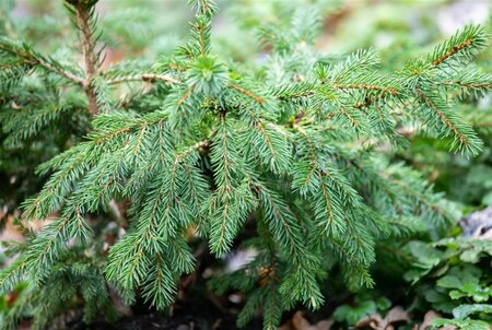 Picea a. 'Maxwellii' 20-25 cm cont. 5,0L - afbeelding 2
