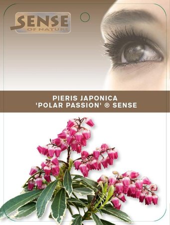 Pieris jap. Polar Passion 25-30 cm cont. 3,0L - afbeelding 7