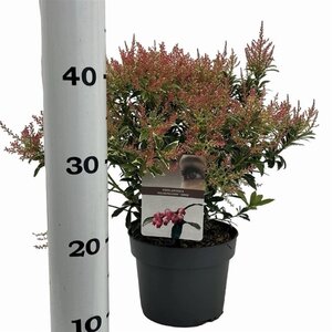 Pieris jap. Polar Passion 25-30 cm cont. 3,0L - afbeelding 6