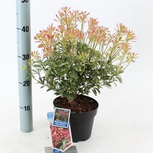 Pieris jap. Polar Passion 25-30 cm cont. 3,0L