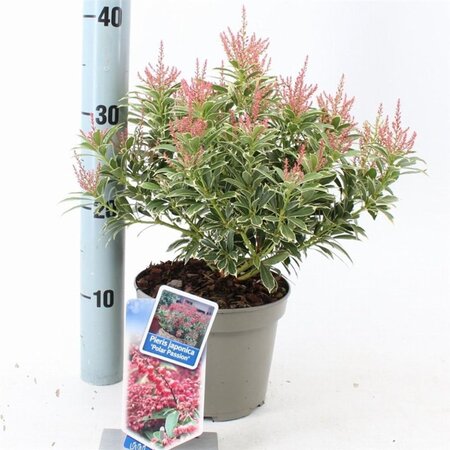 Pieris jap. Polar Passion 25-30 cm cont. 3,0L - afbeelding 9