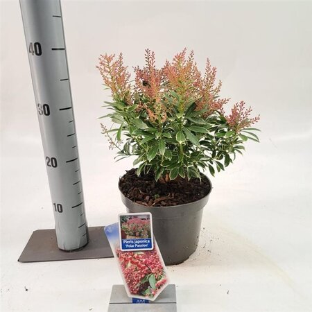 Pieris jap. Polar Passion 25-30 cm cont. 3,0L - afbeelding 10