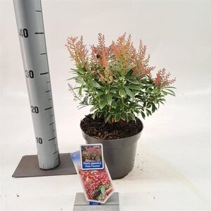 Pieris jap. Polar Passion 25-30 cm cont. 3,0L - afbeelding 10