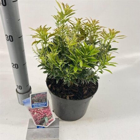 Pieris jap. Polar Passion 25-30 cm cont. 3,0L - afbeelding 8