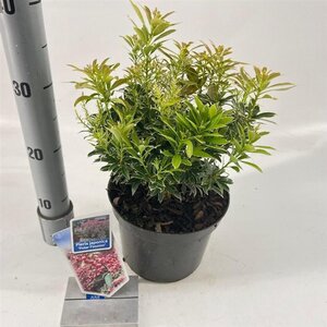 Pieris jap. Polar Passion 25-30 cm cont. 3,0L - afbeelding 8